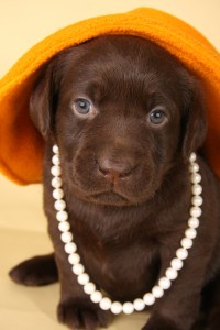 Writing procrastination - dog in hat